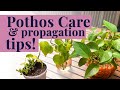 Ultimate Pothos Care &amp; Propagation Guide: From Sad to Thriving!