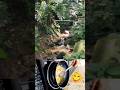 Chicken Masala Fry 👌🥲 #viral #shorts #trending
