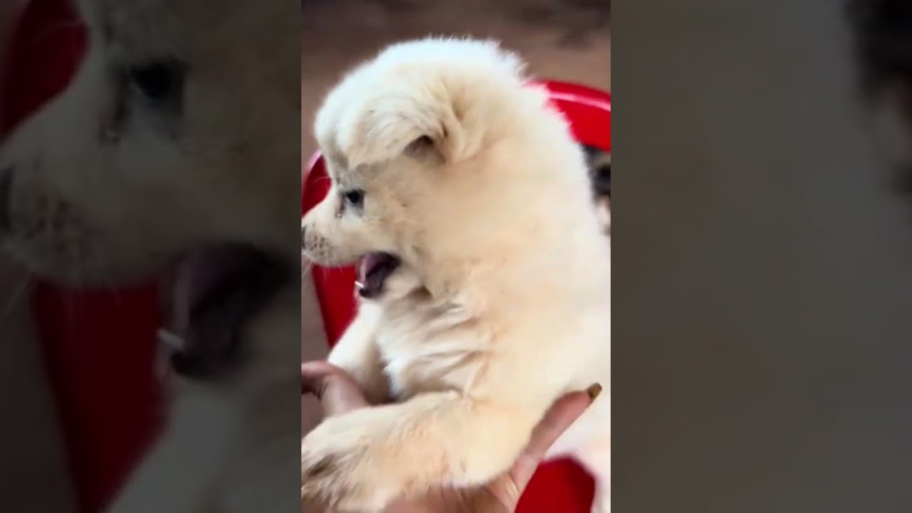 The Cutest Fluffy Puppy Ever ✨🐶 