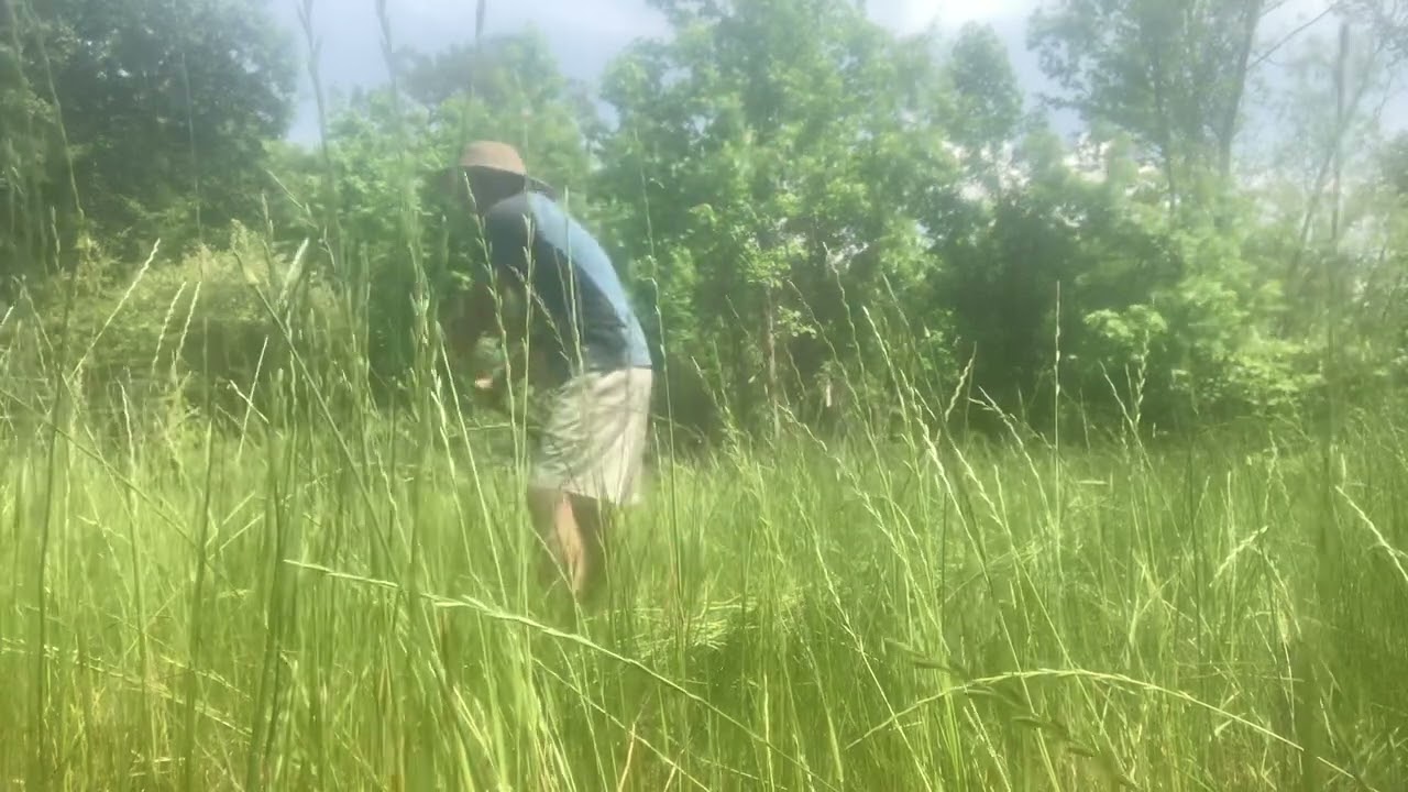 Quick mowing with a scythe for compost feed stock