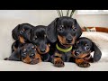 Dachshund puppies 4 - 8 weeks old, compilation.