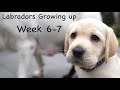 Labrador Puppies Growing Up Diary - Part 5
