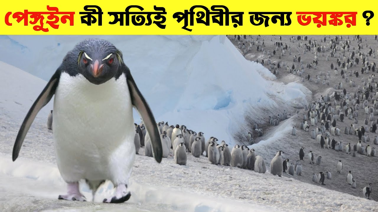 পেঙ্গুইনরা কি সত্যিই আমাদের পৃথিবীর জন্য ভয়ঙ্কর ? বিজ্ঞানীরা জানালের আসল ভয়ের কারণ