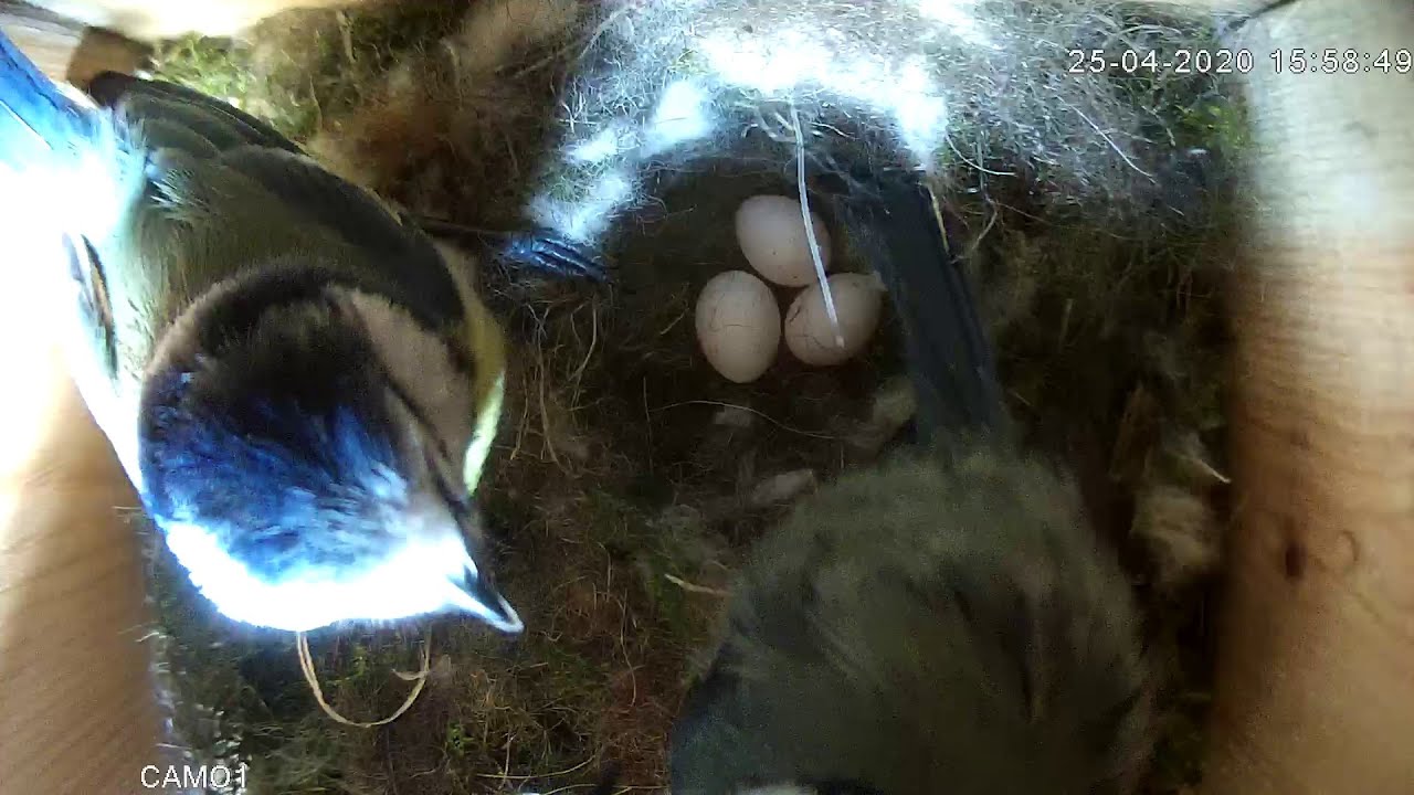 Blue tit Nesting - 27th April 2020 - Day 16 - Egg Laying - Part 2 of 2