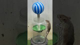 Best Mouse Trap Idea/Creative Mouse Trap From Plastic Ball #Mousetrap #Rattrap #Rat #Mousetrap2022