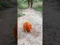 😱🤯Keterampilan Bertahan Hidup: Ide CERDAS dan BERMANFAAT dengan ibu tunggal#bushcraft#berkemah