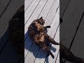 Выпрыгнул   неожиданно  ) Пупсик  )