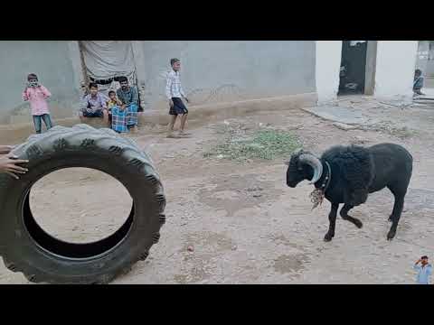 realli goat fighting