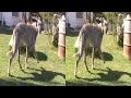 Stereo3D_footage clip1 - irish wolfhounds