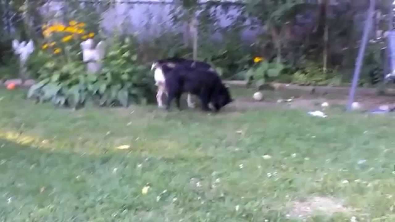 Elementals / spirits / Light Beings