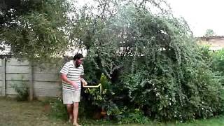 Trim Garden with Mower by DudeWhatTF 404 views 12 years ago 13 seconds