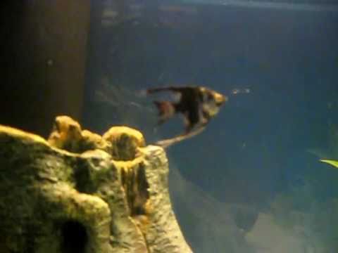 camera iphone 8 plus apk MY ANGEL FISH