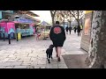 Magnificent Milo, the 1.5 Y/O Springador! | London Dog Training Magnificent Milo, the 1.5 Y/O Springador! | London Dog Training