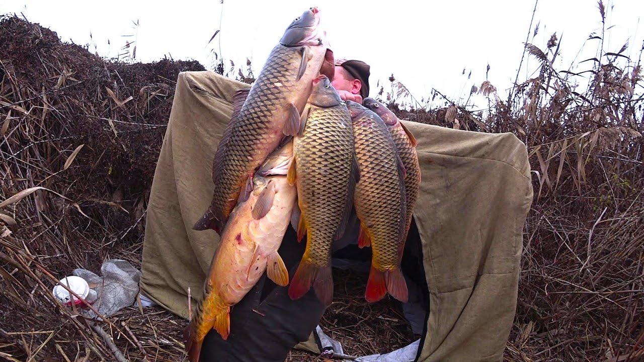 РЫБАЛКА-МЕЧТА, ЗИМНИЙ ЖОР КРУПНЫХ САЗАНОВ! ЖИЗНЬ В КАМЫШАХ. Что добыл, то и съел.