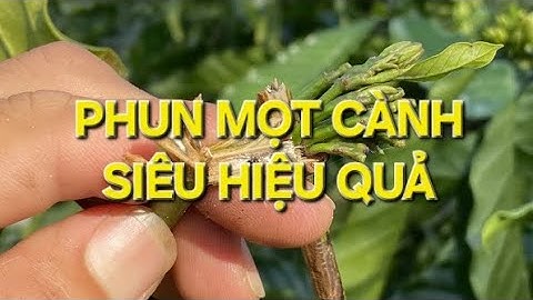 Hướng dẫn phun mọt cành cà phê sạch 100%. MV Nhân Trí.