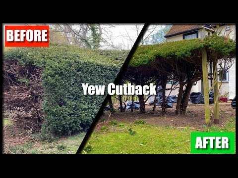 TRIMMING and RESHAPING a yew hedge