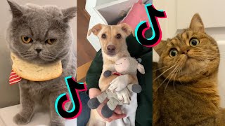 Funny/Cute Animals I found on TikTok😂🥰