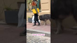 Ustedes ya habían visto un lobo 🐺? #buenosaires #argentina #turismobuenosaires #santelmo