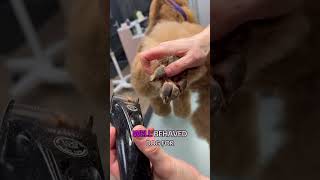 ✂️ Dog Grooming Tutorial – How to Trim Poodle Paws 🐩 #grooming #puppy #pets #poodle #cutedog