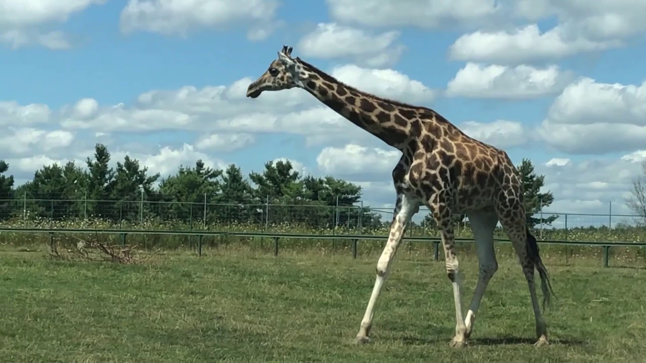 toronto zoo vs african lion safari reddit