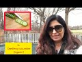 Qa is seedless cucumber chinese organic qa mithi jail podcast punjabipodcast organicfood