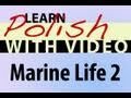 Learn Polish with Video - Marine Life 2