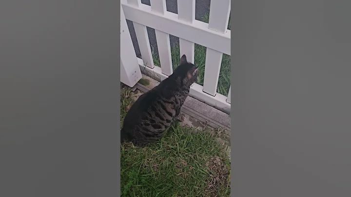 Video 10541091: siamese cat cutecats, siamese tiger, siamese black cat, tiger chasing