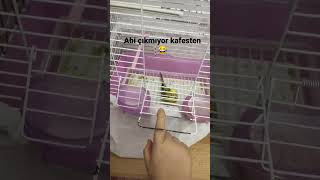 Kivi Çıkmıyor Kafesten