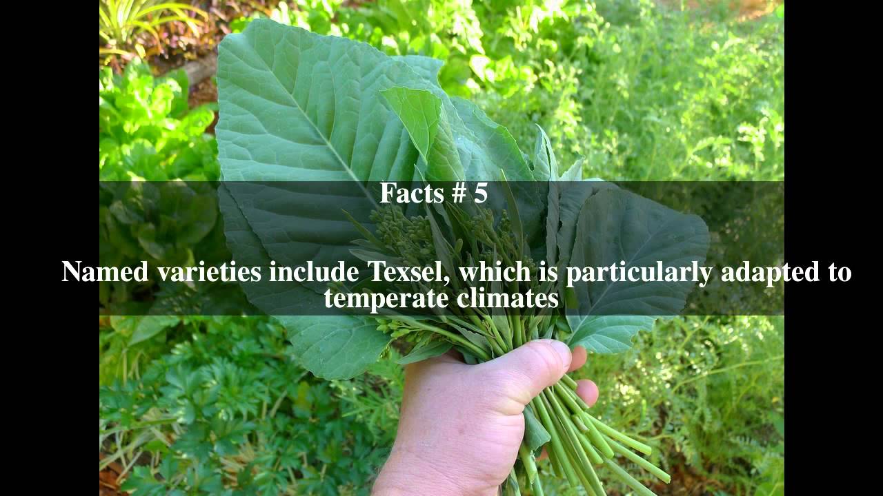 Brassica carinata Top 7 Facts YouTube