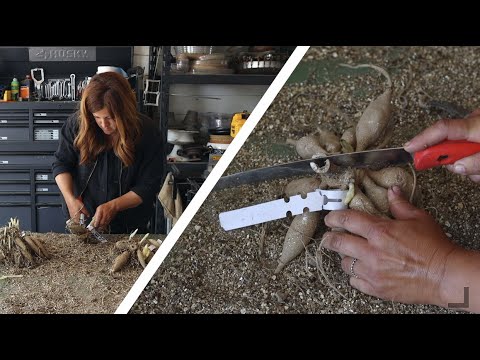 Video: Dahlia-knolle split - Leer wanneer en hoe om dahlia-klonte te verdeel