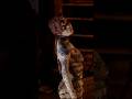 Son Of Rome Edit Rysesonofrome Crytek Edit Gameedits Son Of Rome Edit Rysesonofrome Crytek Edit Gameedits