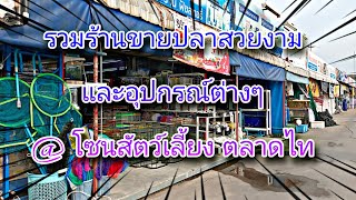 รวมร้านขายปลาสวยงาม ที่ตลาดไท #NCO544