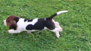 Basset Hound Puppies for Sale