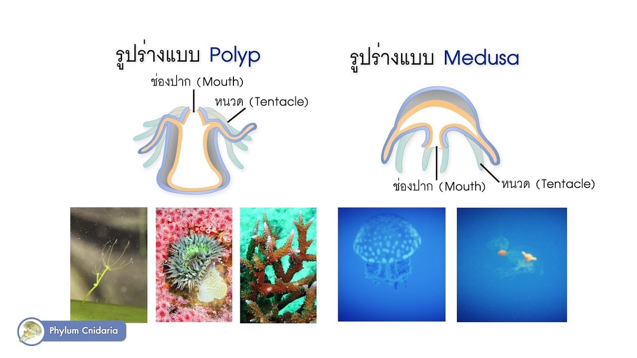 อาณาจักรสัตว์