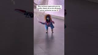 Meu Cachorro Esperando Eu Chegar Em Casa