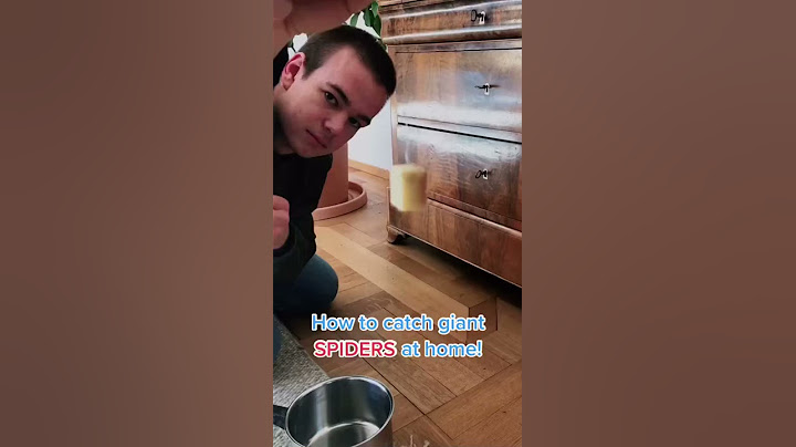 How to catch giant spiders #Short