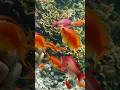 Красноморский аквариум #красноеморе #кораллы #рыбки #антиасы #шармэльшейх #природа #подводныймир