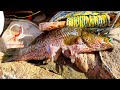 Chasse sousmarine deux sortie en une chasse et oursinade 15 et 170224 pescasub spearfishing