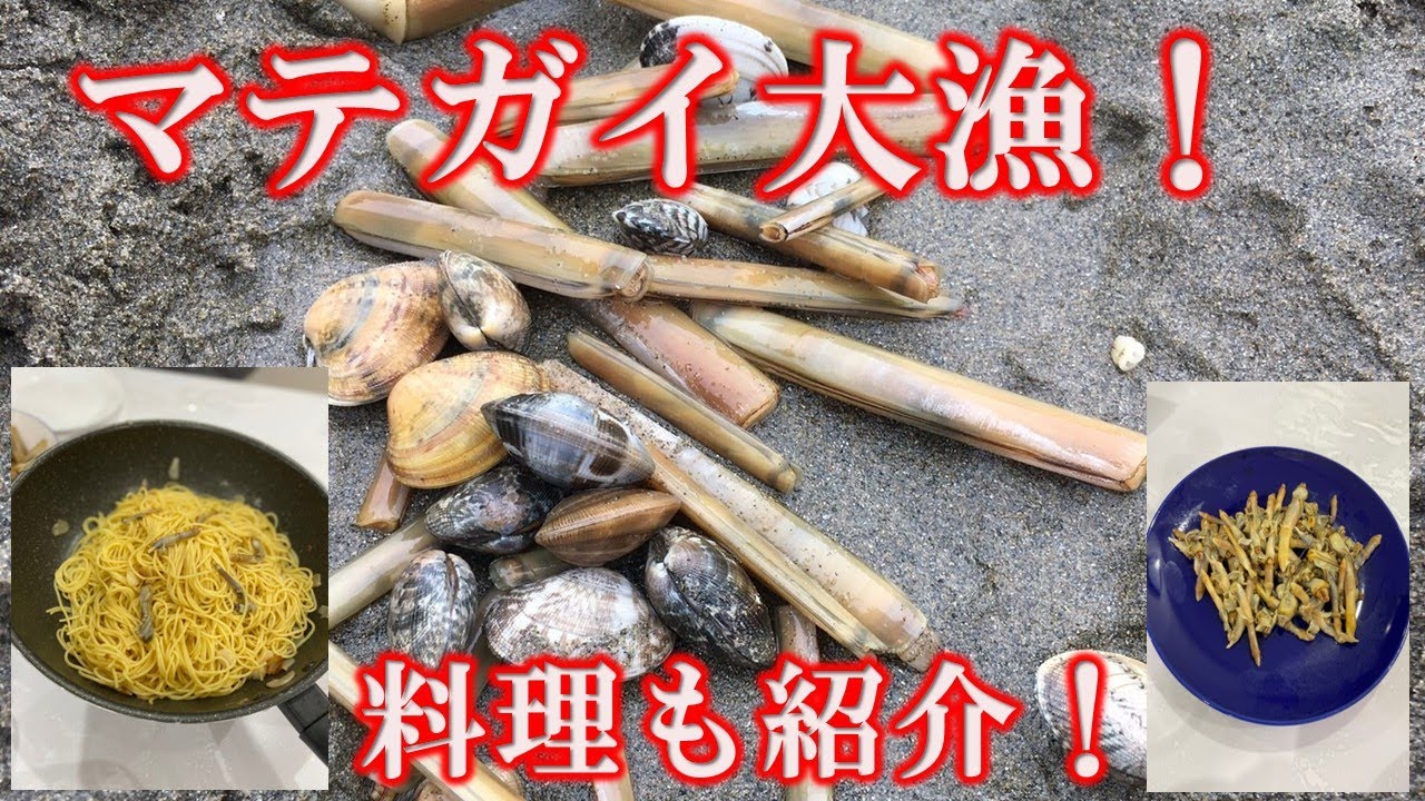 マテガイの大漁ととり方 料理紹介も 新舞子潮干狩場のアサリ ハマグリ 植野シェフとミニ シュナ てんとトイプーりんのブログ マテガイの大漁ととり方 料理紹介も 新舞子潮干狩場のアサリ ハマグリ 植野シェフとミニ シュナ てんとトイプーりんのブログ