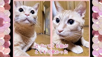 匂いを嗅ぐ猫 Youtube