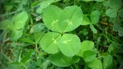 MOD SHOWCASE | Lucky Clover Mod