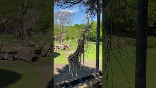 🦒 Die sanften Riesen der Savanne – so nah warst du Giraffen noch nie! 😍 #Giraffen #Tiere
