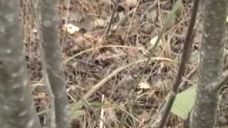 Wisconsin Woodcock Escape screenshot 4