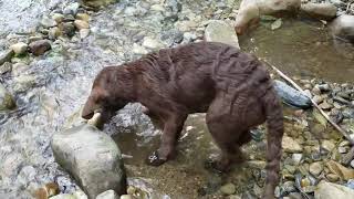 Puppy catches fish