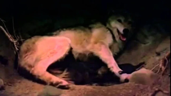 Hlne Grimaud ~ Wolf Moonlight Sonata