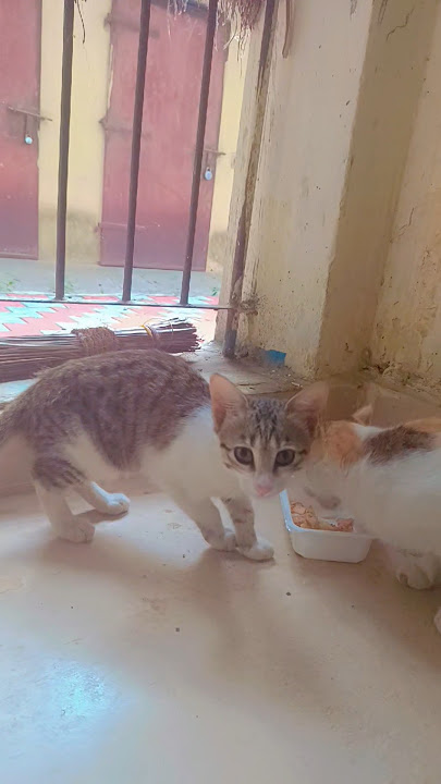 my pet part -1 #cover #music #remix #trending #cat #funnyanimal #petlover #kitten #shorts #short
