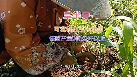 這種藥材需求每年6000噸，市場價75元公斤，可以套種在玉米地里 - 天天要聞