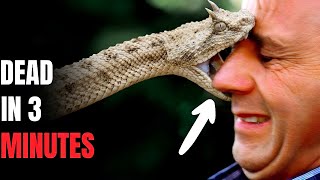 SILENT DEATH! — The Deadliest Snakes That Kill Humans The Moment They Strike..