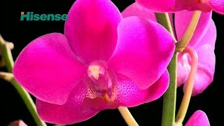 Hisense 4K Demo: Flowers and Insects
