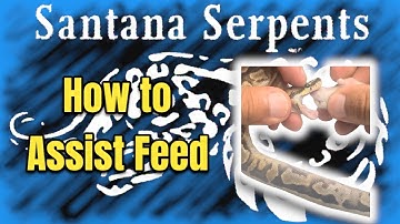 How to Assist Feed a Baby Ball Python
